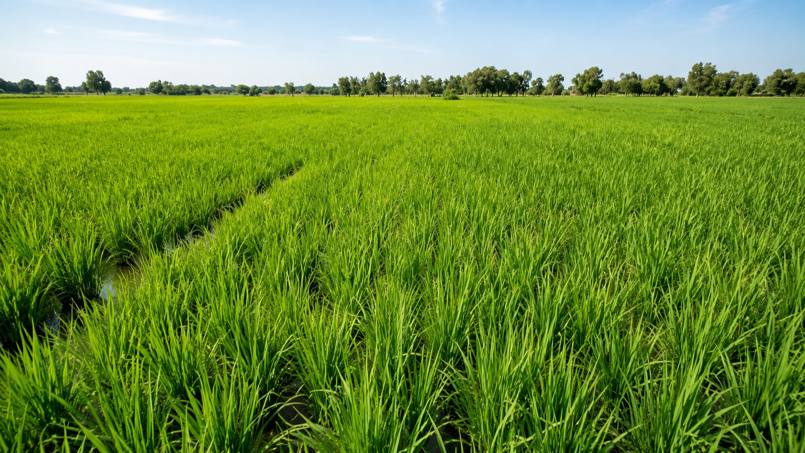 Meldex rice farm in Bebeji, Kano State